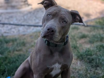 XL Bully/Pit Mix Puppy
