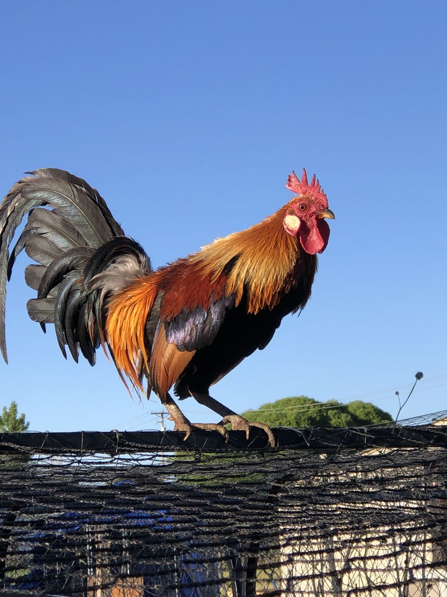 Red Indian Jungle Fowls