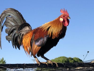 Red Indian Jungle Fowls