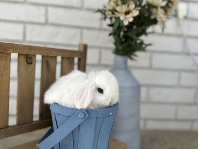 Purebred Baby Holland Lop Bunnies