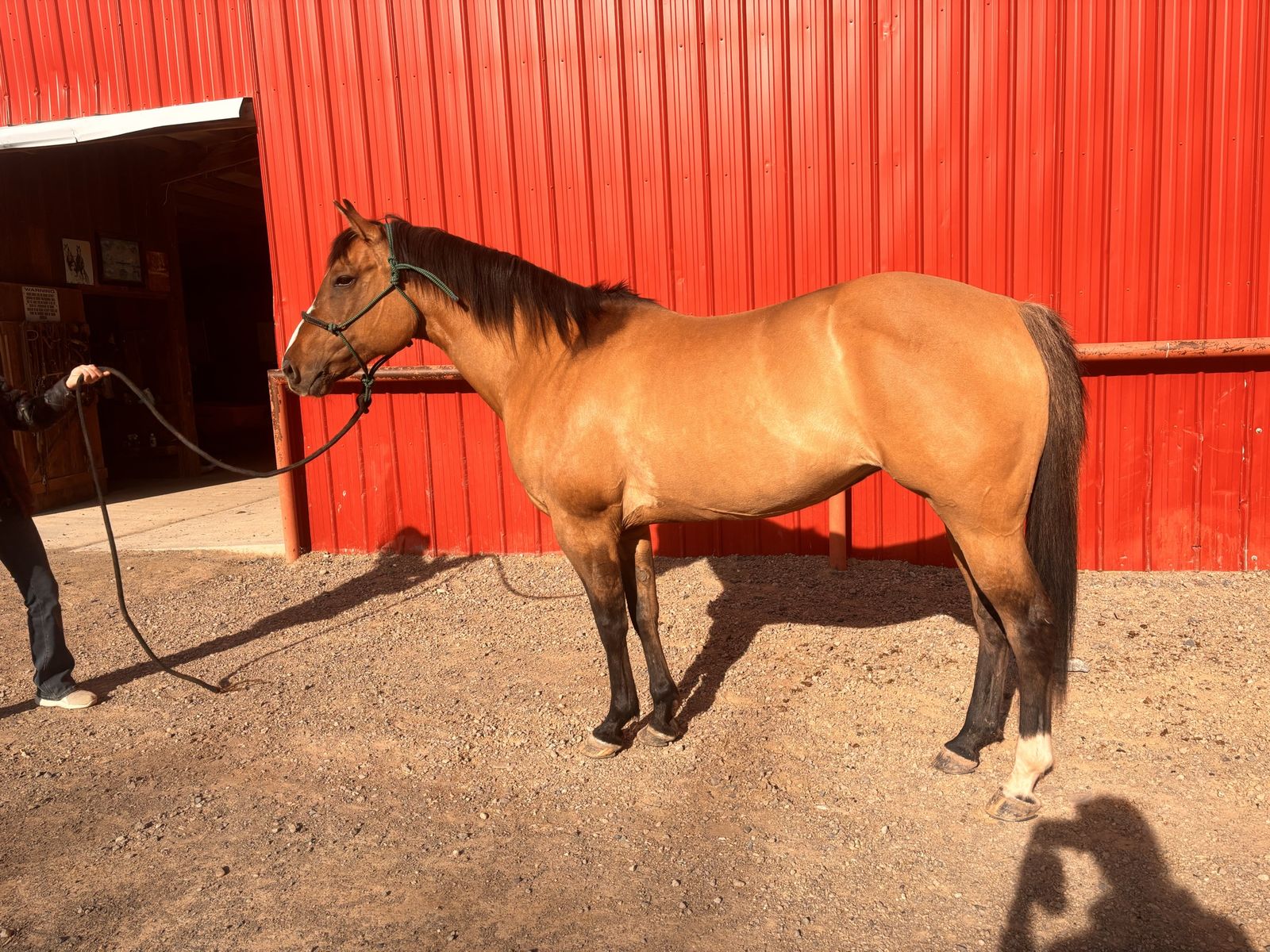 15 yr old AQHA mare