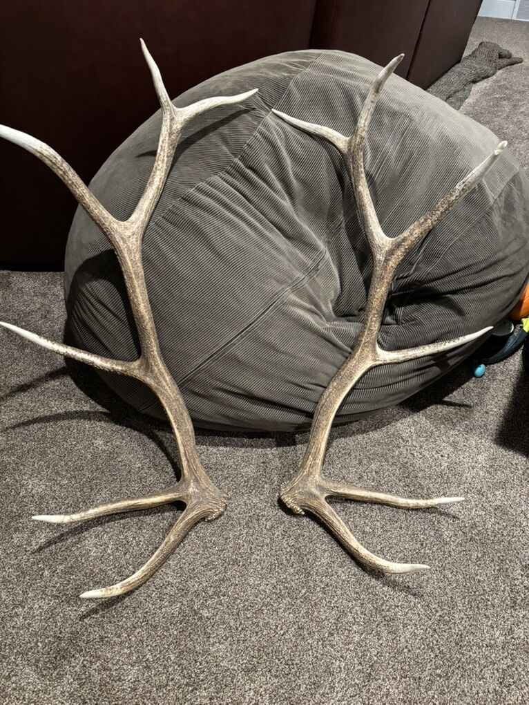 Brown 6 Point Sheds