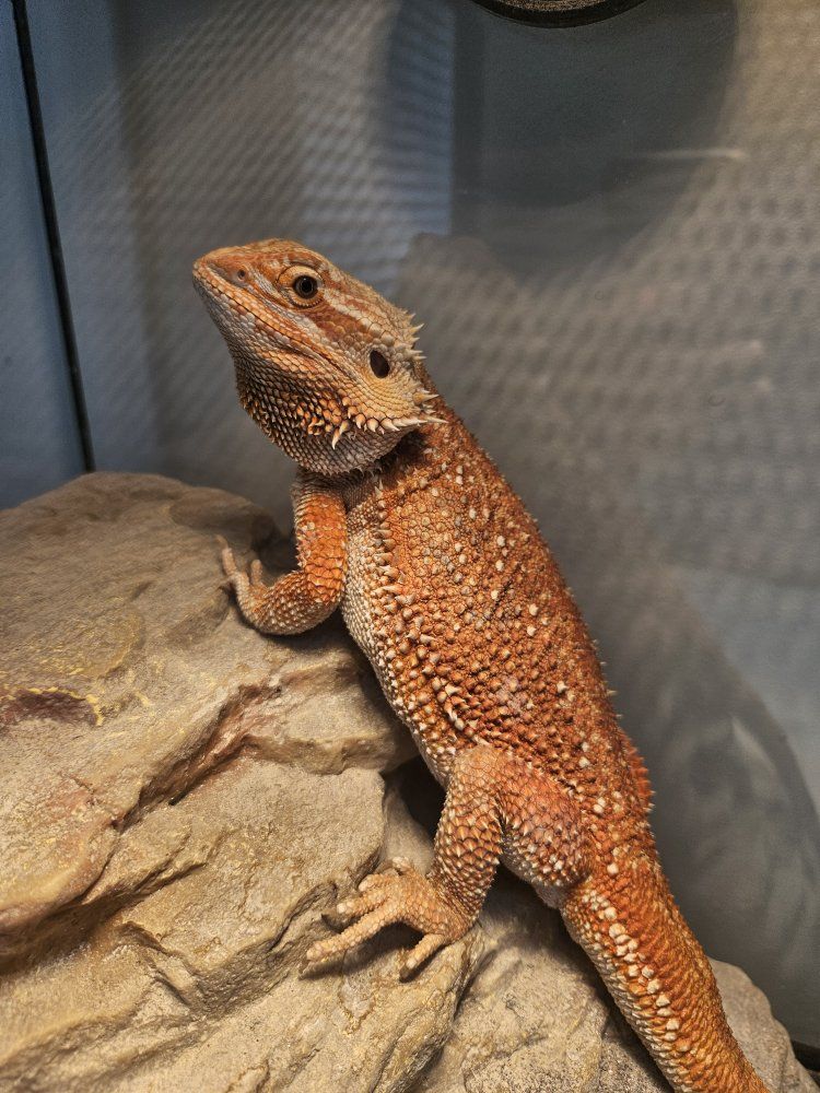 Female Hypo Dunner Bearded Dragon