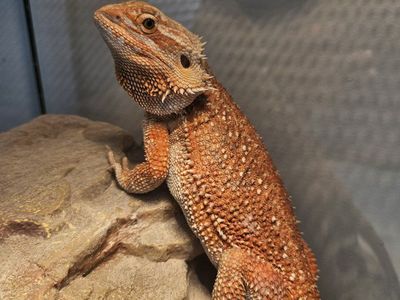 Female Hypo Dunner Bearded Dragon