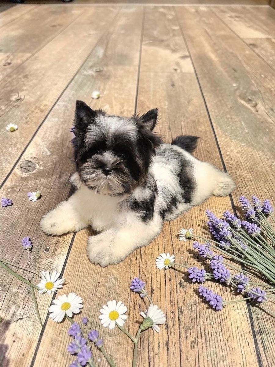 Tiny Rare KB Parti Yorkie Puppy (Yorkshire Terrier