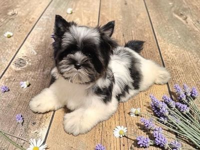 Tiny Rare KB Parti Yorkie Puppy (Yorkshire Terrier