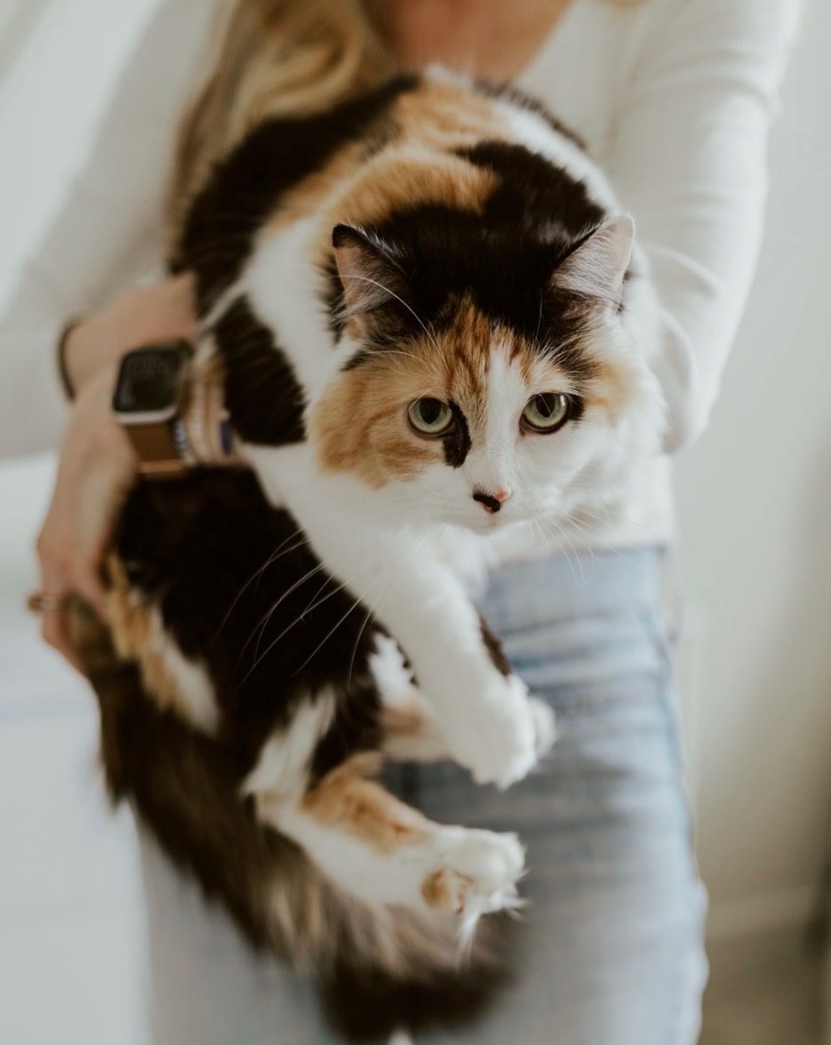 FLUFFY , fixed, Calico, Age 4