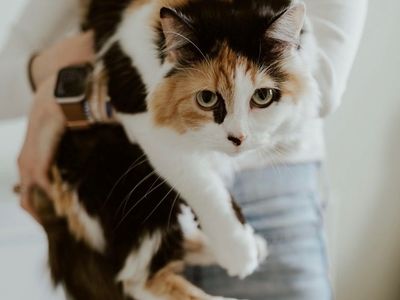 FLUFFY , fixed, Calico, Age 4
