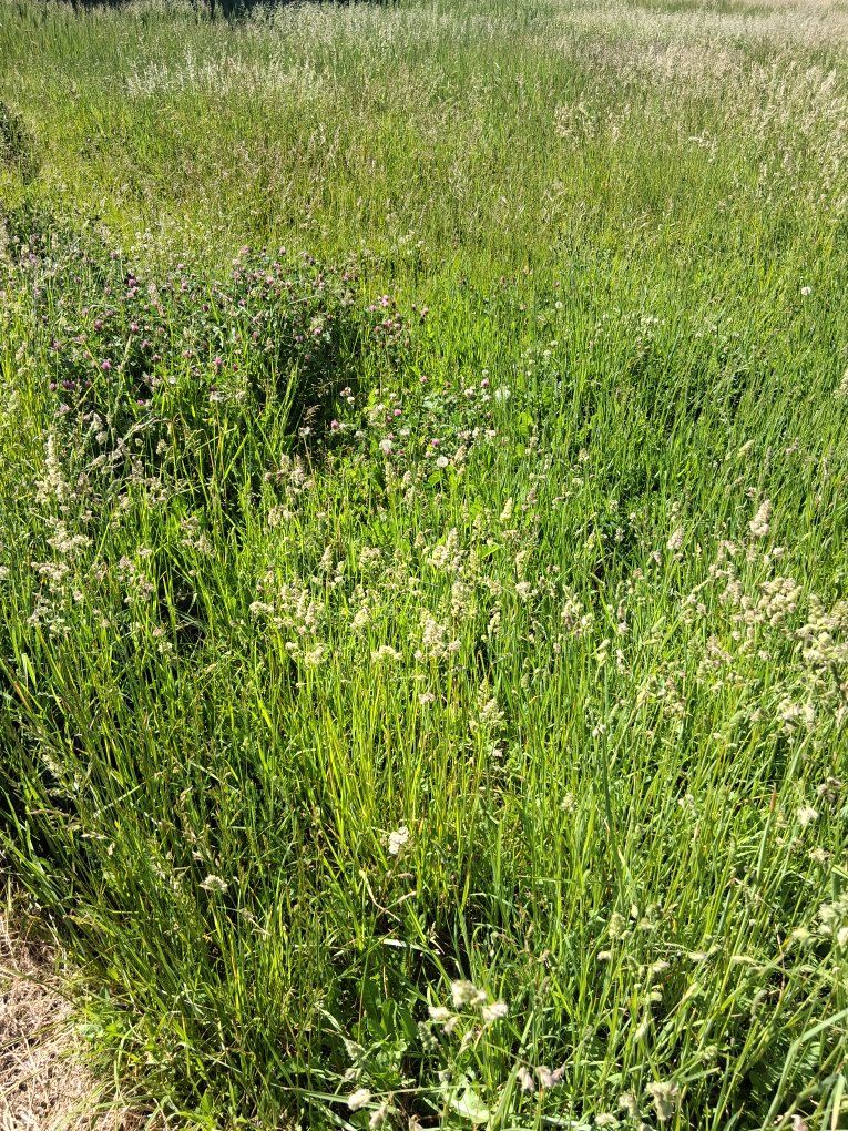 cowboy pasture