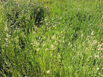 cowboy pasture