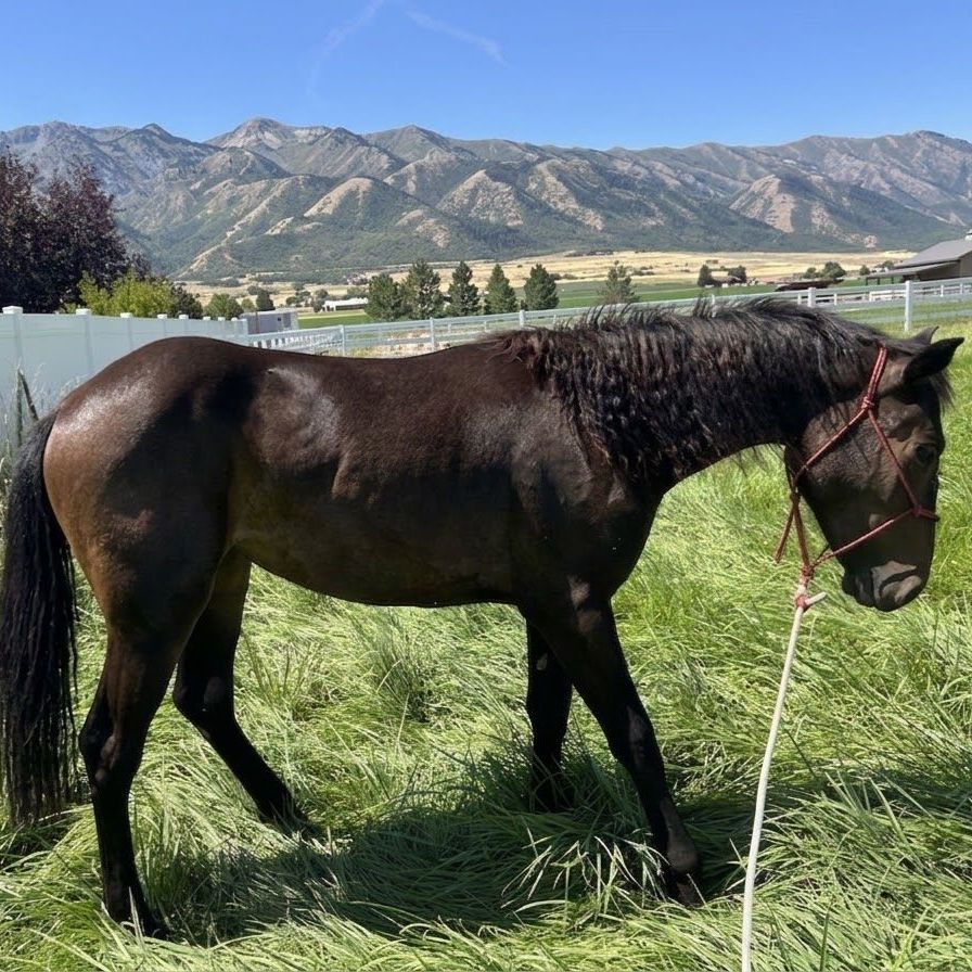 1/2 draft yearling Percheron filly