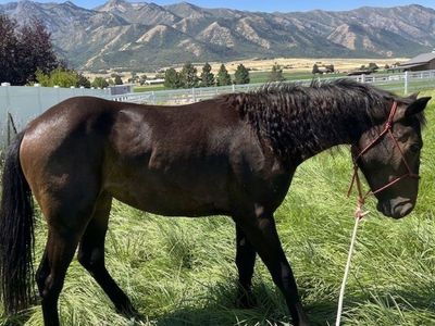 1/2 draft yearling Percheron filly