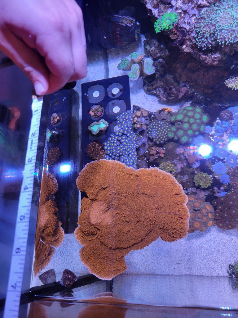 Red Montipora Coral