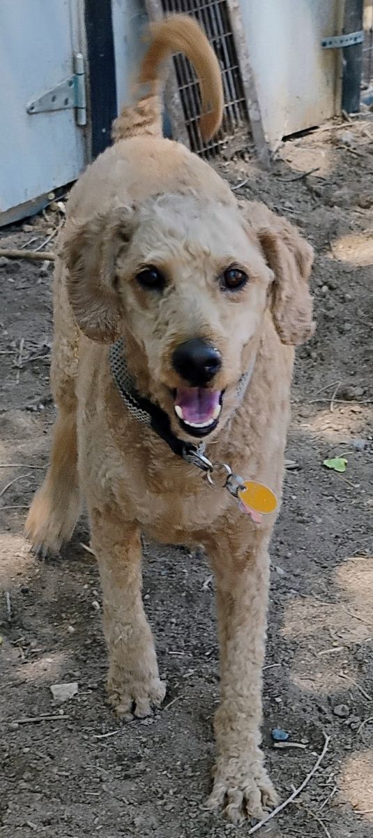 Mini Golden Doodle