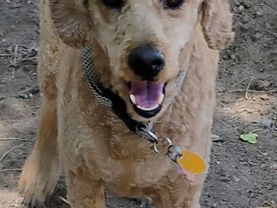 Mini Golden Doodle