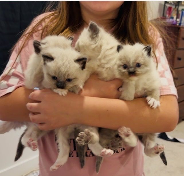 6 week old ragdoll kittens
