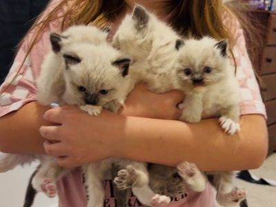 6 week old ragdoll kittens