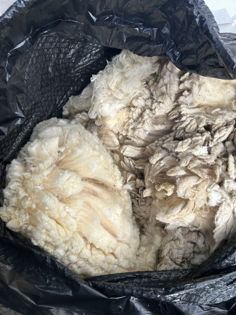 Unprocessed Sheep Wool