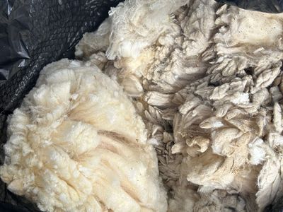 Unprocessed Sheep Wool