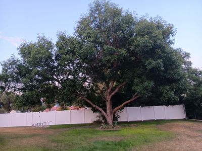 Earthly's Tree Care | Tree Trimming/ removals | Arborist | Tree Doctor, Health specialist