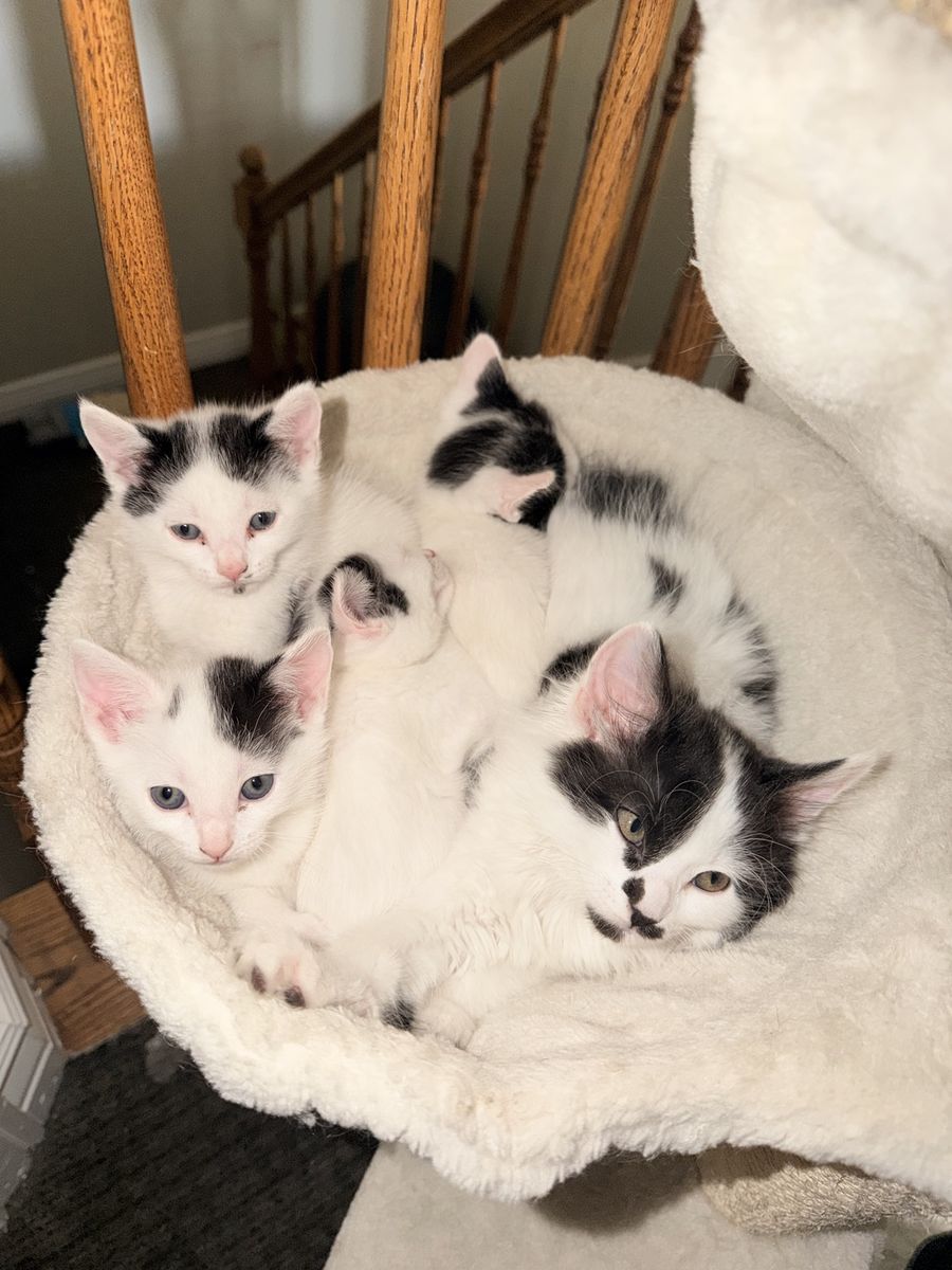 Adorable white with black spots kitties.. Looking for Their Fur-Ever Homes *