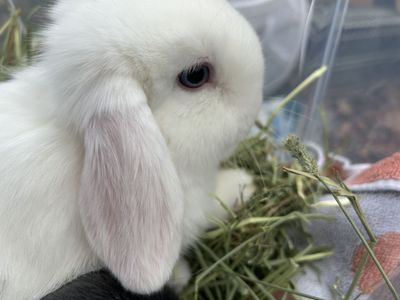 Confident & Friendly BEW Holland Lop Buck