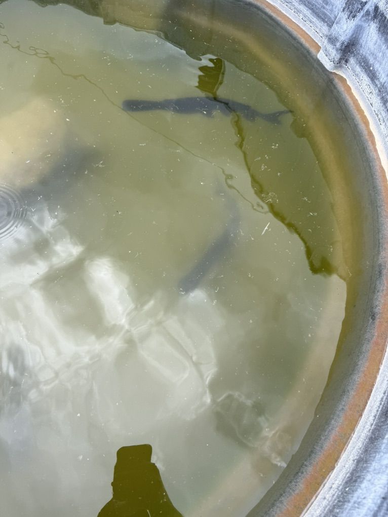 Paddle Fish