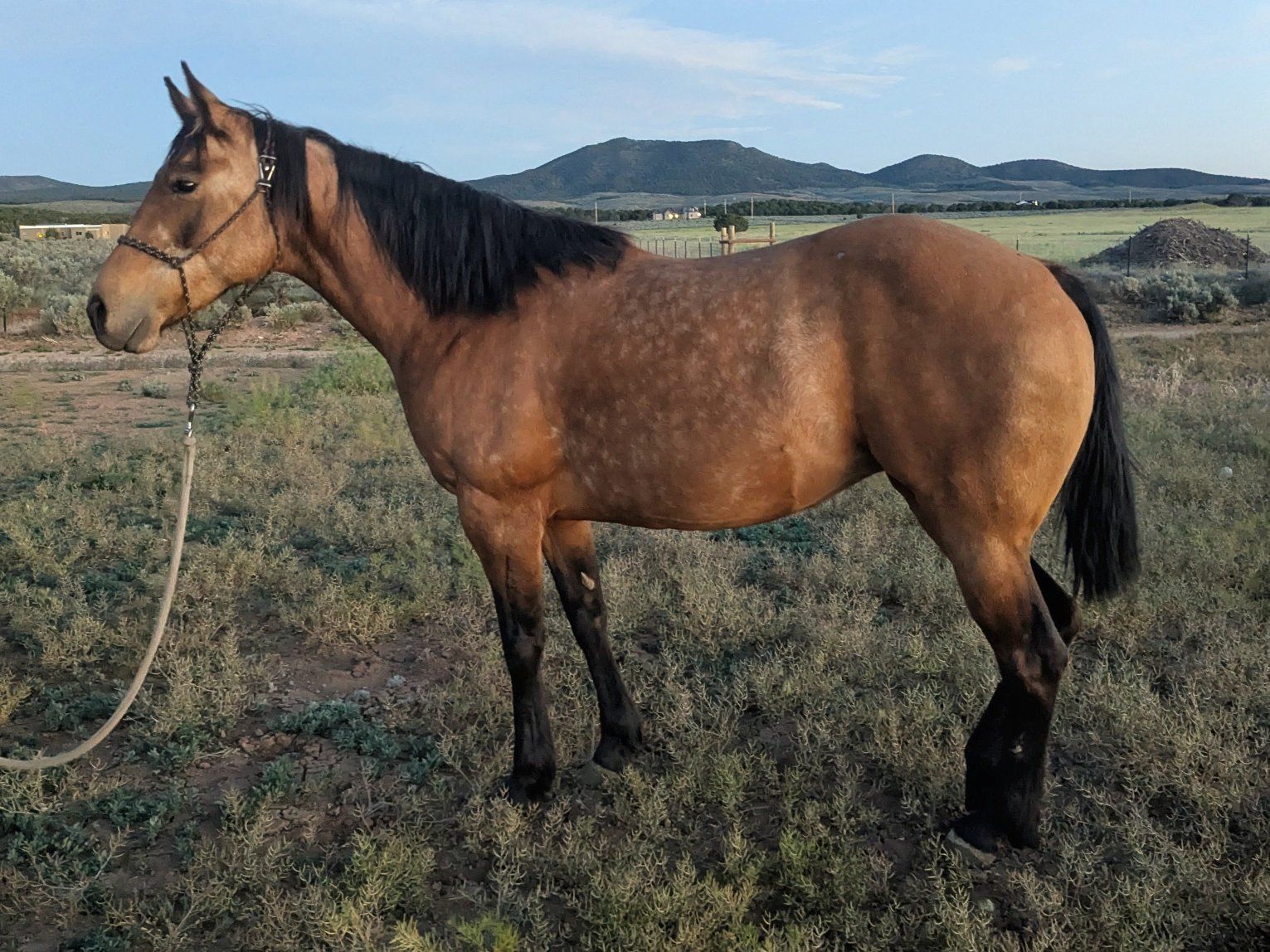 10 Yr. Old Pregnant AQHA Broodmare