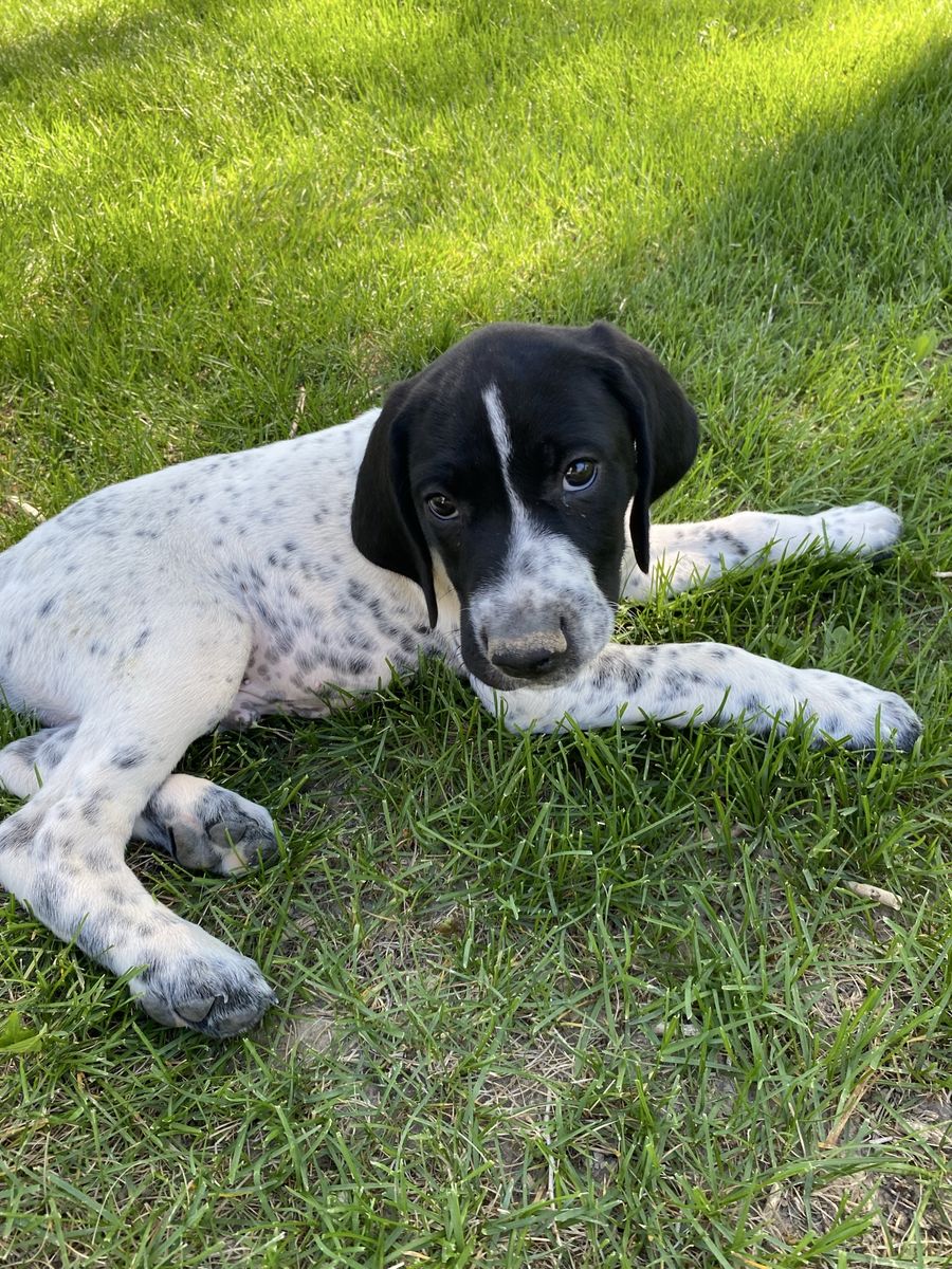 Ready to Go German Shorthaired Pointer Puppies