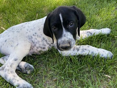Ready to Go German Shorthaired Pointer Puppies