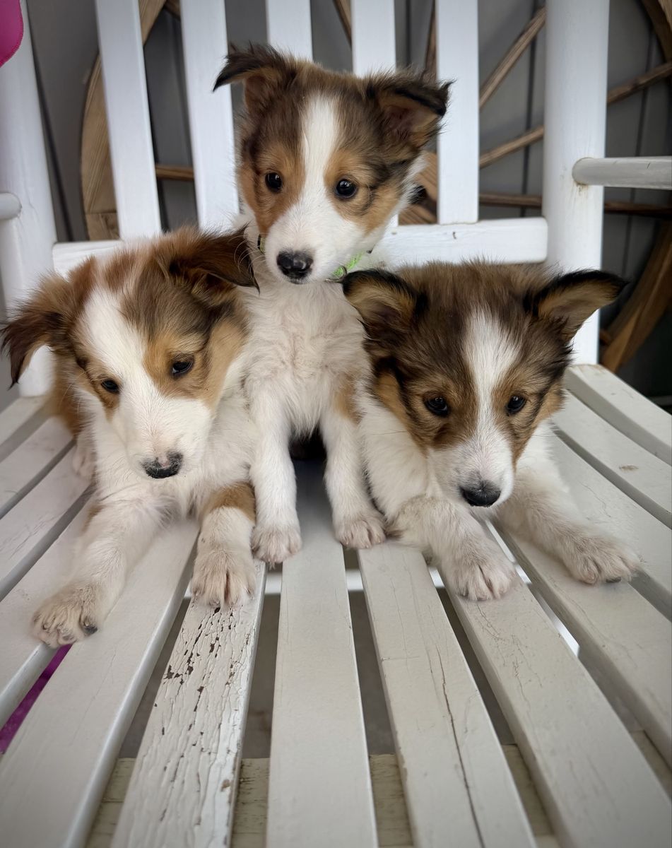 AKC sheltie(shetland sheepdog) puppies ready to go! 