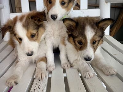 AKC sheltie(shetland sheepdog) puppies ready to go!