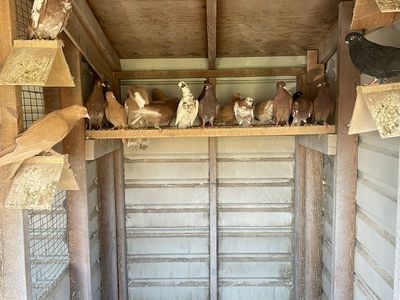 Roller Pigeons - Assorted Colors & Markings