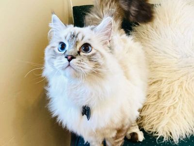 Stunning LYNX POINT/Bi-Color RAGDOLL kittens. (Stay TINY)--less allergenic/shed less! Loyal Puppy like--will follow everywhere!