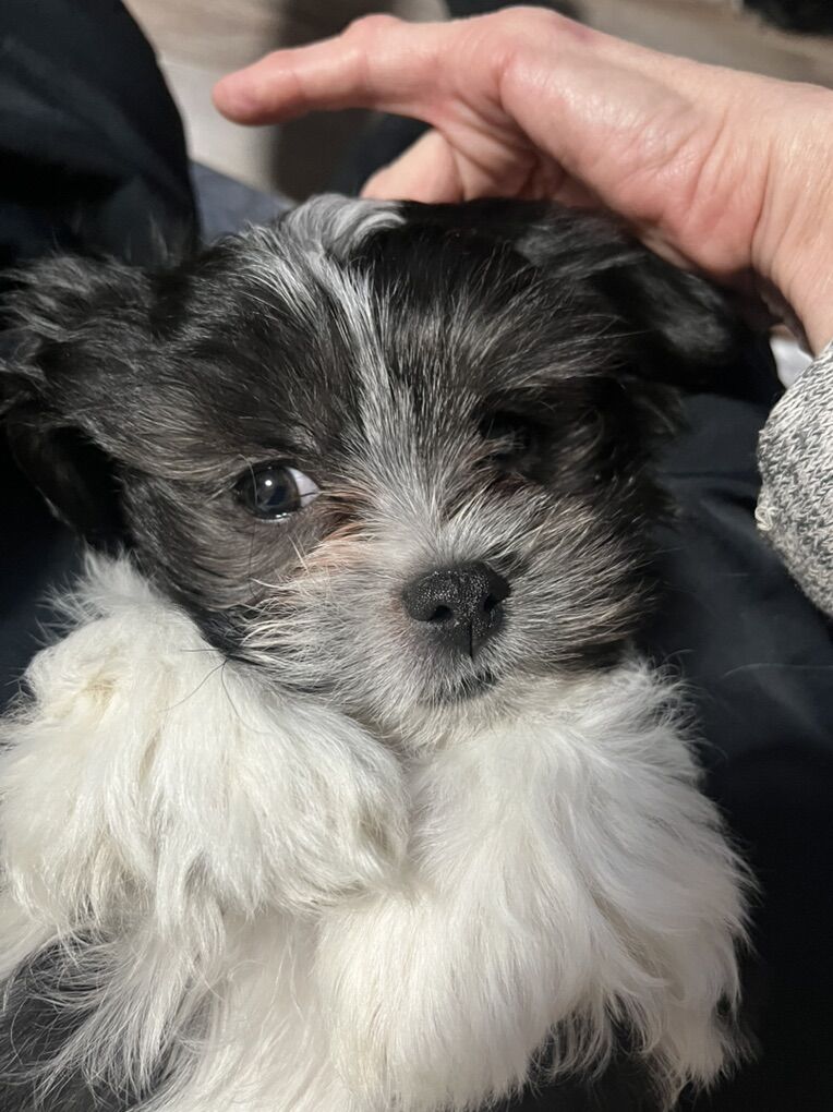 Maltese Shih tzu puppy for sale. 600$