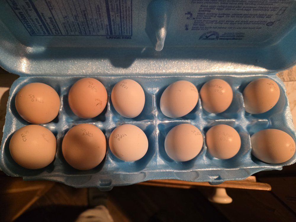 mixed hatching eggs