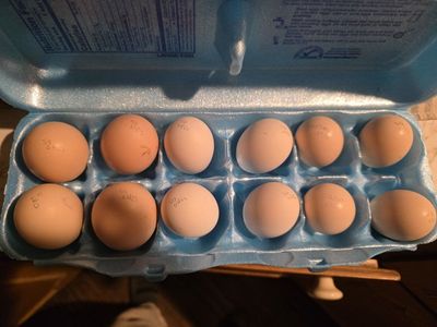 mixed hatching eggs
