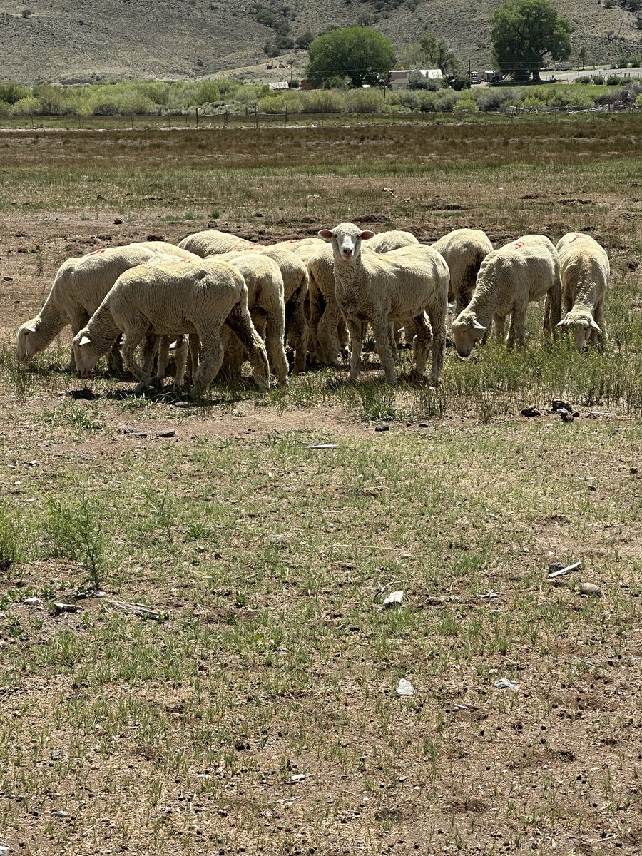 Columbia/Rambouillet yearlings