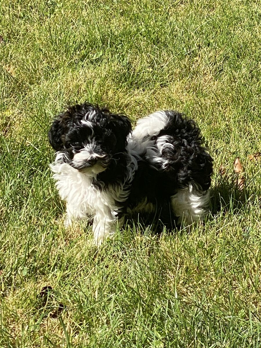 Adorable toy poodle/bichon Puppy - Black and White Male