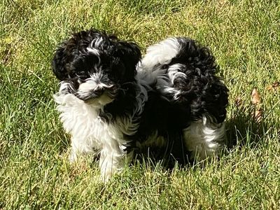 Adorable toy poodle/bichon Puppy - Black and White Male