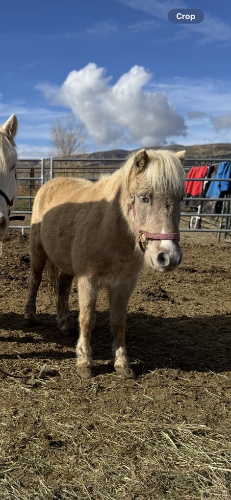 5 Year old Palomino Pony Gelding