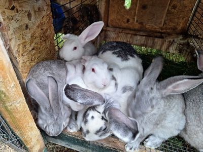 Adorable Rabbits for Sale - Various Colors New Zealand Flemish mix
great for pets or Meat rabbits