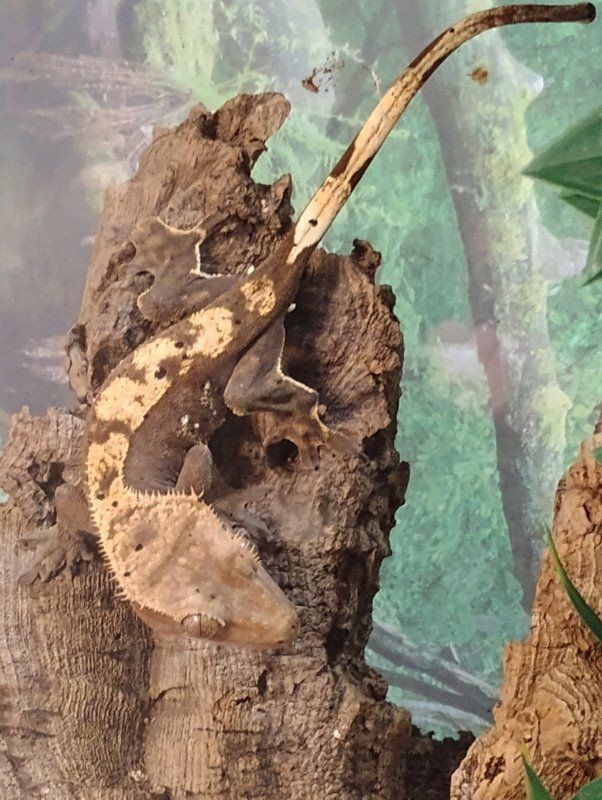Juvenile Crested Gecko