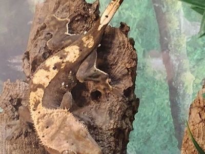 Juvenile Crested Gecko