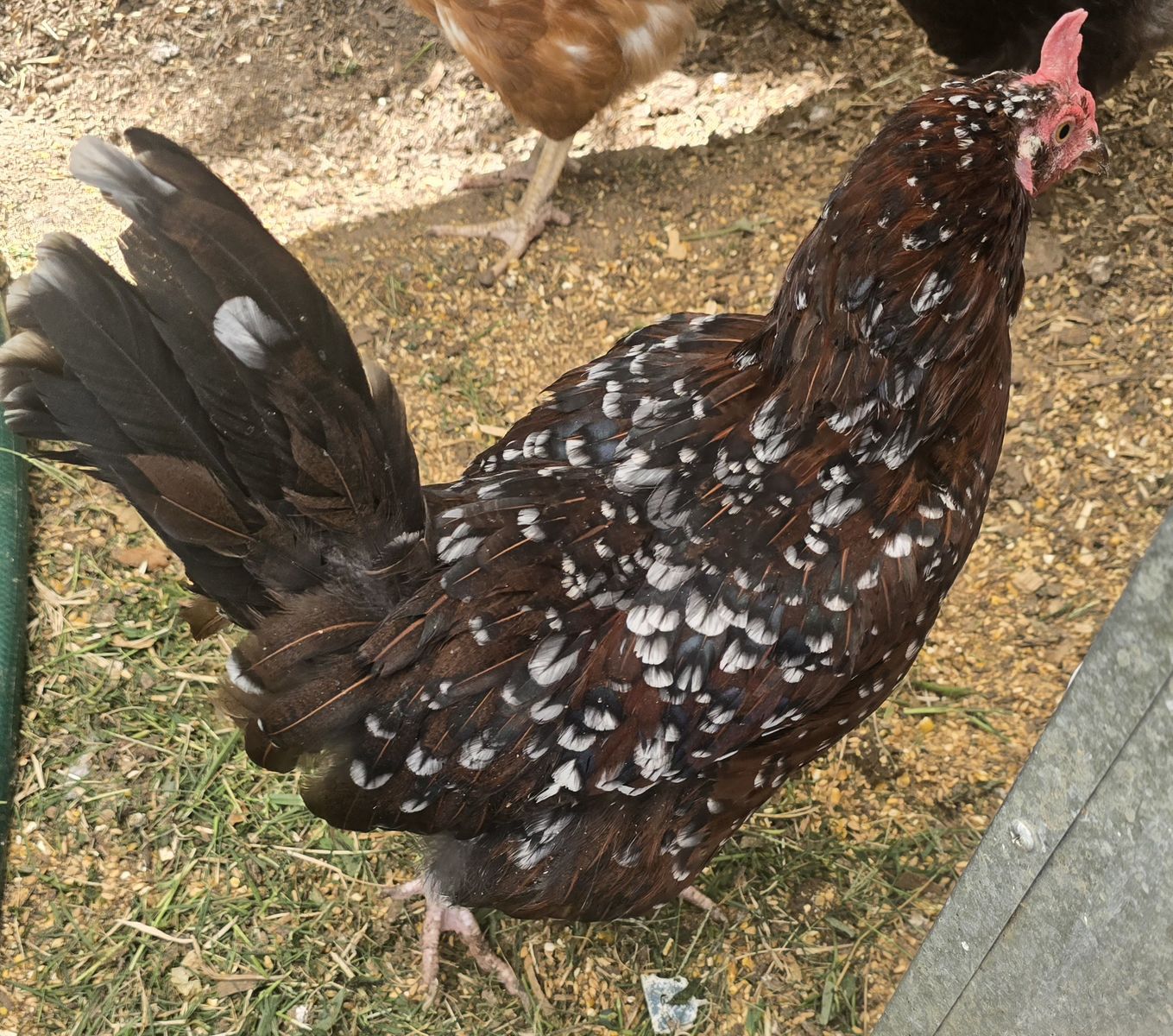 Laying hens
