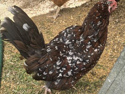Laying hens