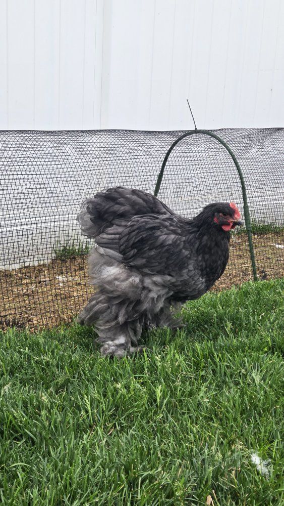 Free Large Fowl Blue Cochin Cockrel