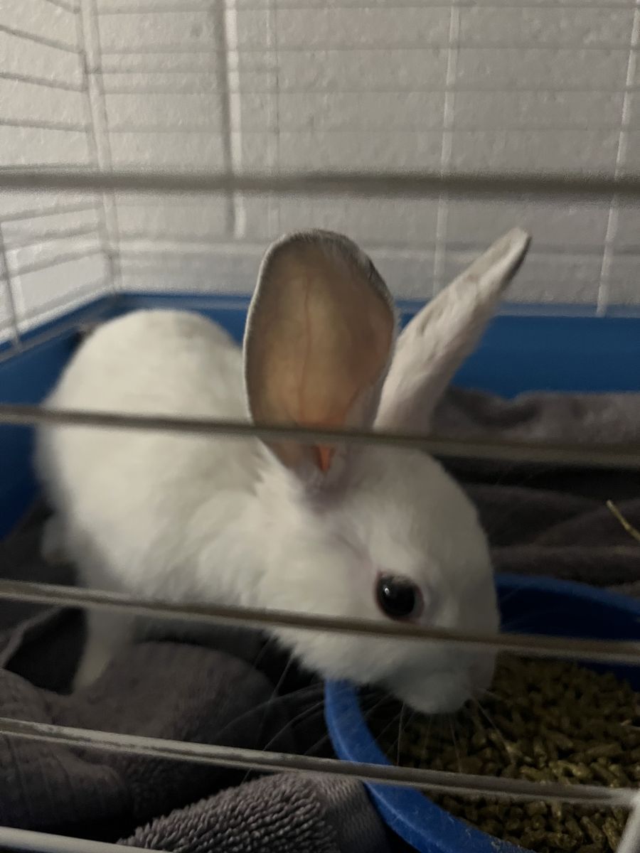 A160201 Meringue is Available for Adoption!