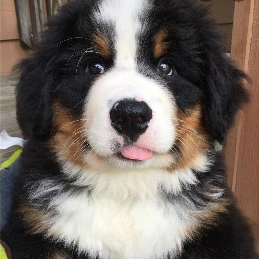 Bernese Mountain Puppy, Champion lines, dog puppie