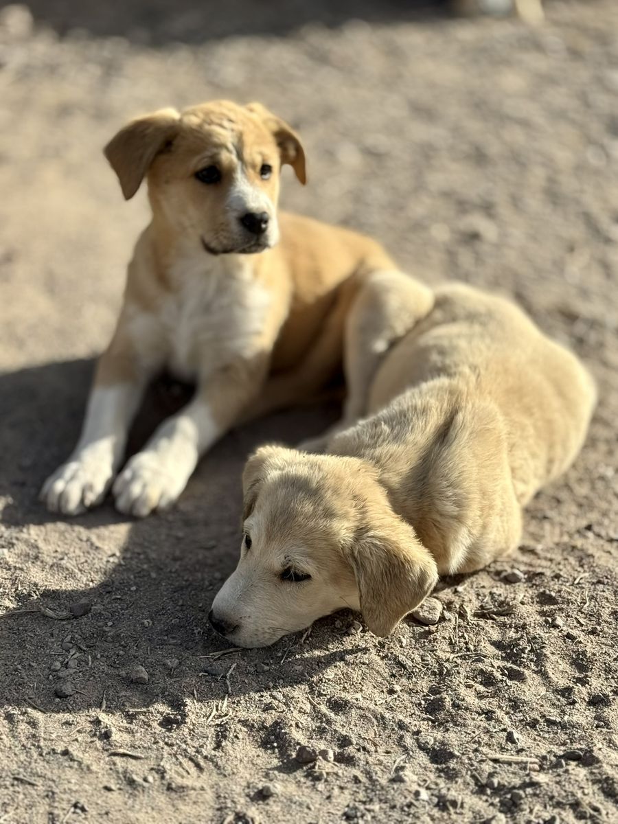 FREE Great Pyrenees mix